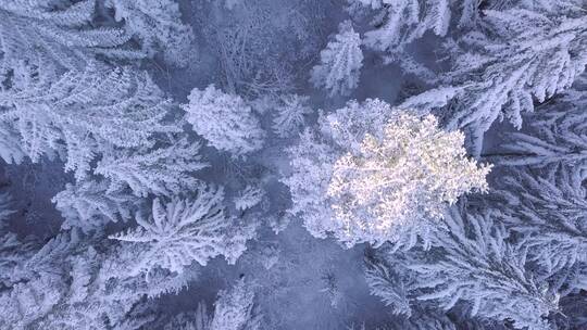 航拍被白雪覆盖的松树