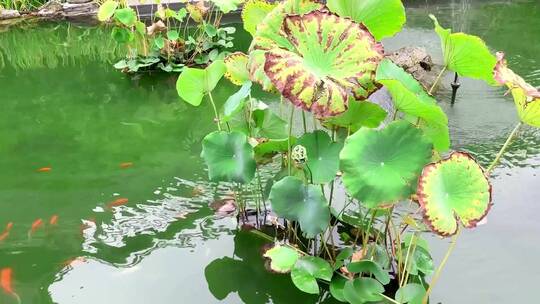 锦鲤荷花池塘