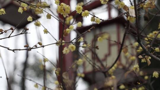 黄色的梅花傲雪开放