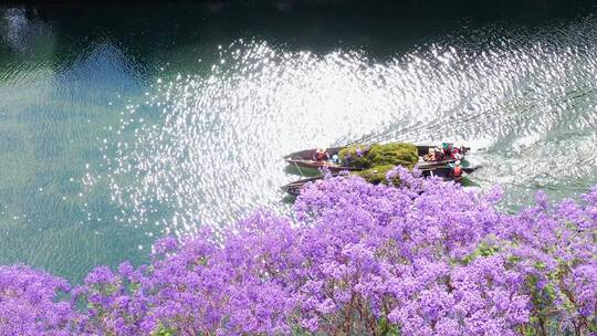 昆明蓝花楹江边滨江海岸