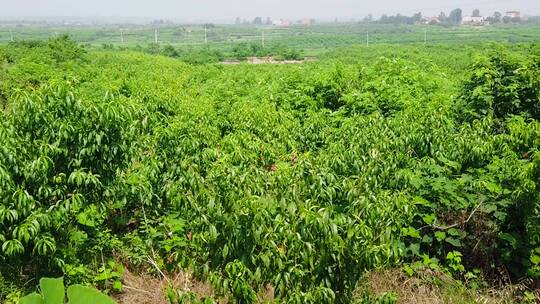 桃子种植基地