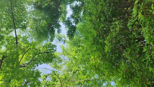 新片场素材ID--向上生长的大树