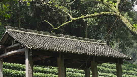 森林山野 茶园 古建筑 龙井茶园