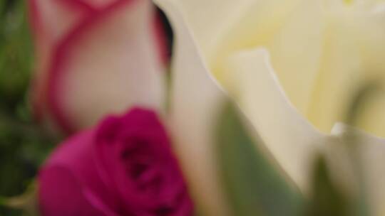 各色的玫瑰花朵特写视频素材模板下载