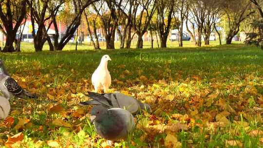 秋天草地上的鸽子