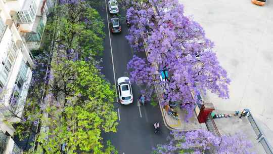 昆明蓝花楹航拍 教场中路