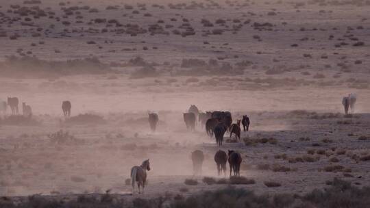 沙漠上的野马群