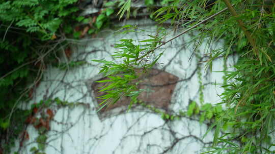 武汉东湖磨山景区盆景园