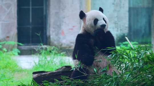 熊猫莽仔吃竹子视频素材模板下载