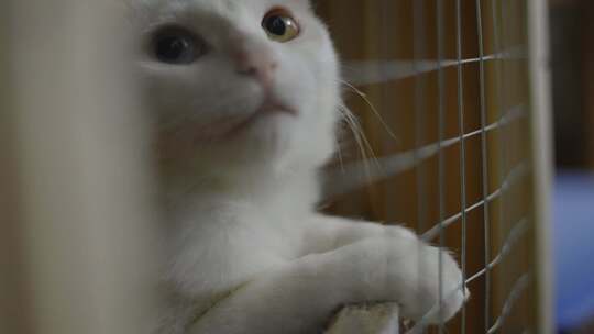 关在笼子里的猫狸花猫白色的猫猫笼猫窝