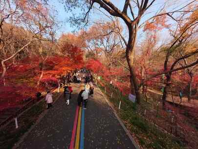 南京栖霞山满山红枫穿越航拍4K视频