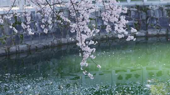 樱花春天樱花开放