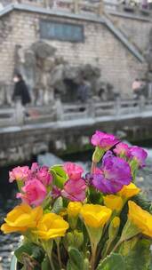 济南三月春天，护城河黑虎泉解放阁地标鲜花