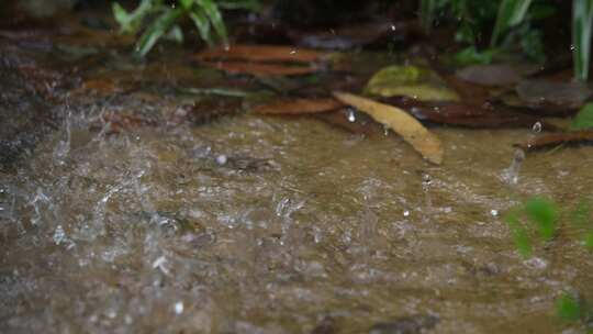 雨滴落入水坑荡起涟漪