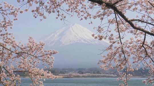 樱花树、富士山