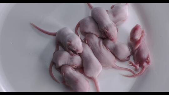 实验室中的小白鼠