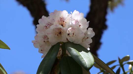 高原杜鹃花