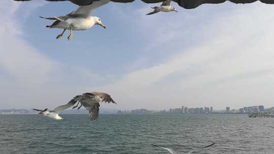 山东威海刘公岛游船渡轮海鸥游客威海湾轮渡