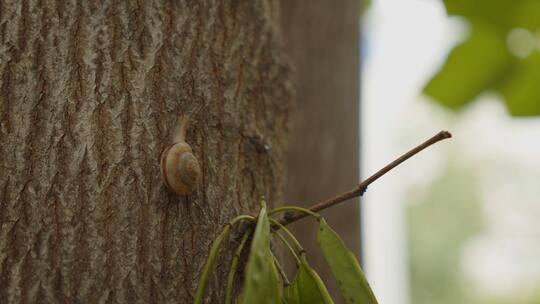 树上攀爬的蜗牛