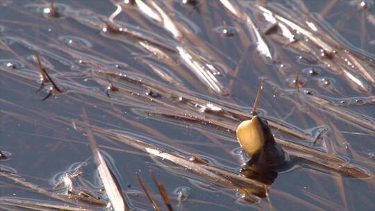 一只北方合唱青蛙从黄石国家公园的池塘里叫出来