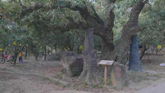 荔枝树地拍