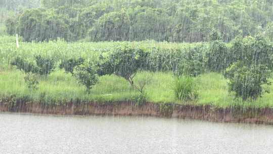 4k60帧乡村暴雨治愈系原视频直出