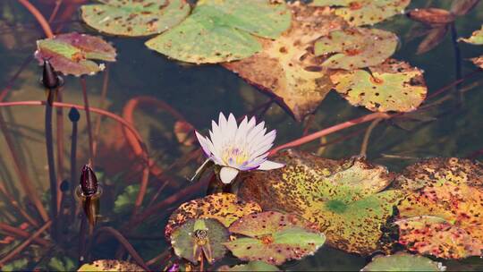 荷花池中的小鱼苗与蜈蚣谱写自然美