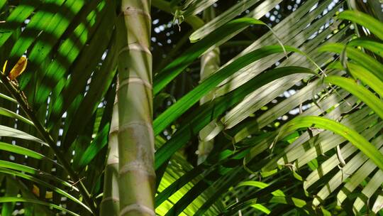 散尾葵阳光下的植物生态保护爱护环境唯美4K视频素材模板下载