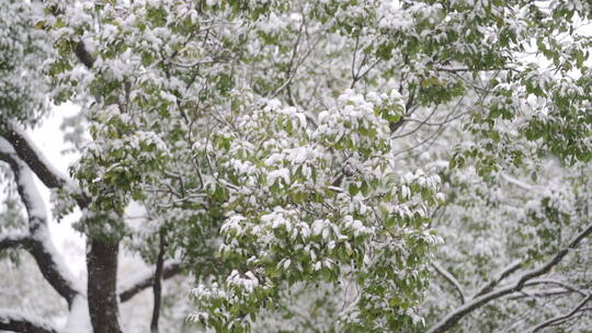 唯美的雪花纷飞飘落