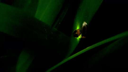 萤火虫昆虫