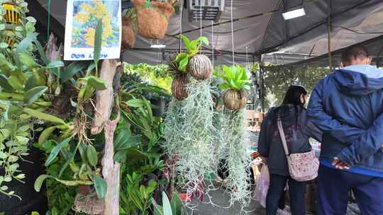 泰国色彩斑斓的鲜花市场