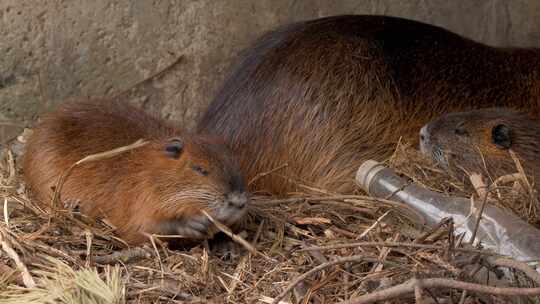 海狸鼠、食草动物、Coypu、啮齿动物