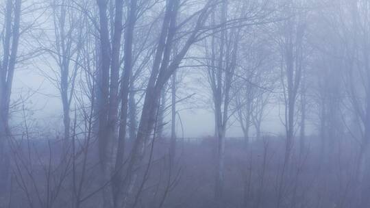 森林的薄雾景观 