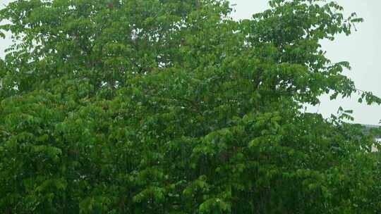 雨景下雨雨水下雨天