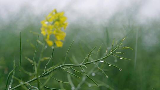 4K春雨油菜花01808065