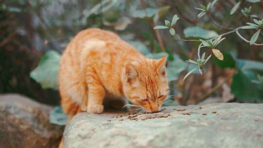 猫咪 猫吃食物 野猫 橘猫 大橘视频素材模板下载