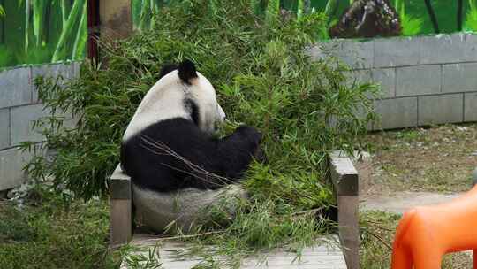 动物园吃竹子的大熊猫