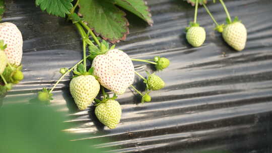 农民田间劳动种植蔬菜蔬菜大棚里的蔬菜草莓