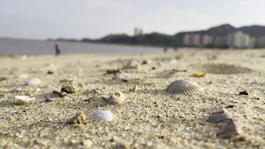 海边沙滩贝壳视频素材