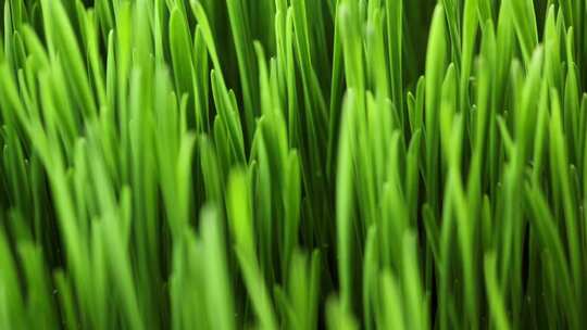 种子发芽 种子破土而出 植物生长延时