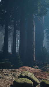 迷雾红杉林