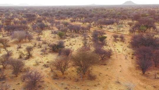 跳羚羚羊穿越纳米比亚非洲大草原