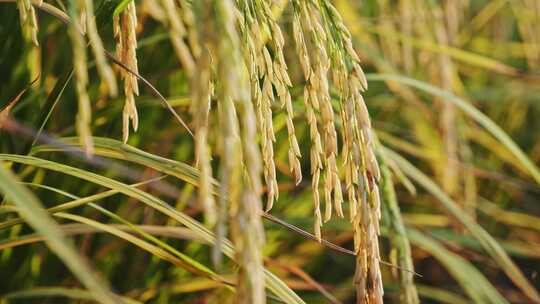 稻田稻谷稻穗水稻特写