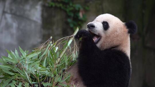 熊猫吃竹子半身侧面