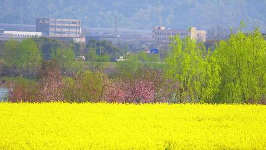 杭州富春江包家淇村春天风景