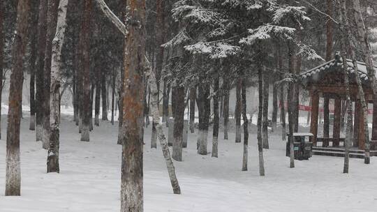 松树飘雪雪景