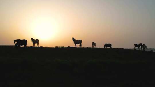 草原马剪影 日出下的马牛羊 草原日落黄昏