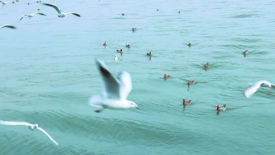 海面上成群白海鸥 成群野鸭 2379