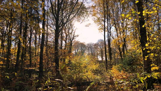292阳光穿过秋天的树木