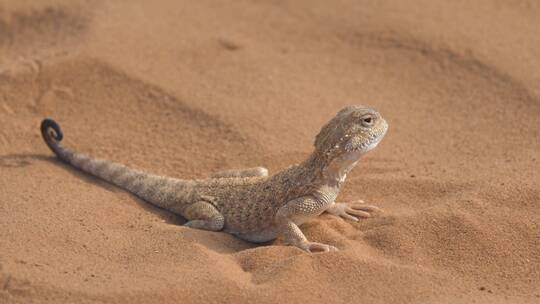沙漠蜥蜴的特写镜头视频素材模板下载